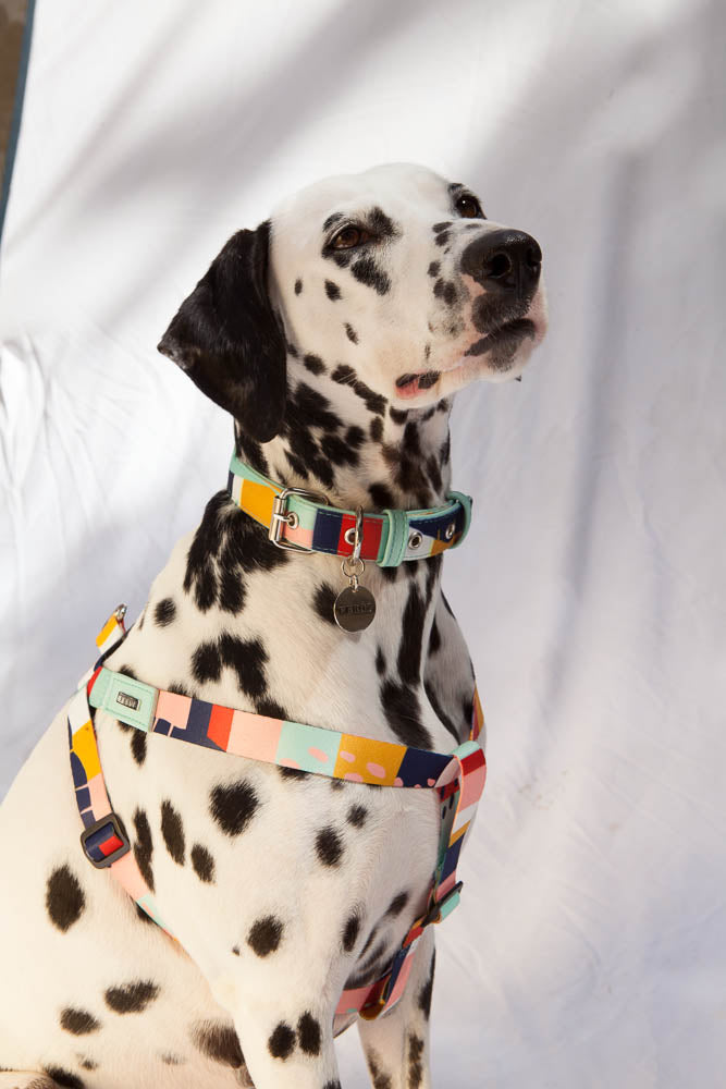 Abstract City harness