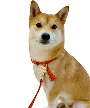 Orange leather dog collar