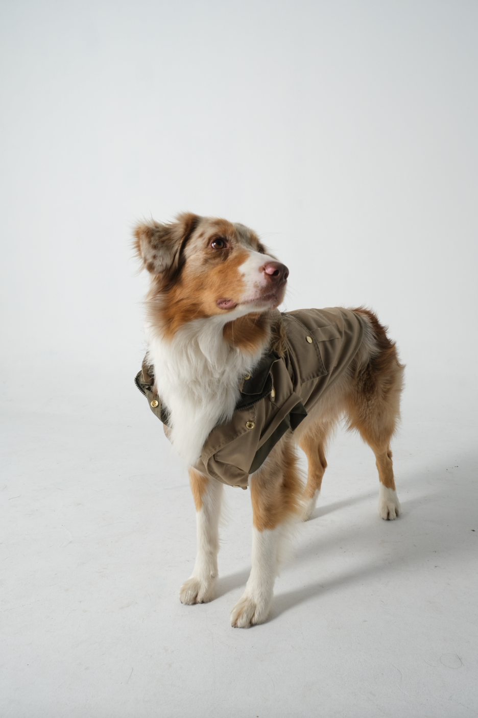Dog Doble face Parka Military Green/Beige