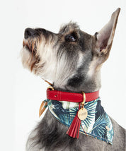Scarlet red leather dog collar