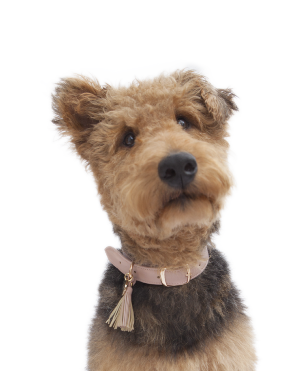 Dusty rose leather dog collar
