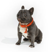 Orange leather dog collar