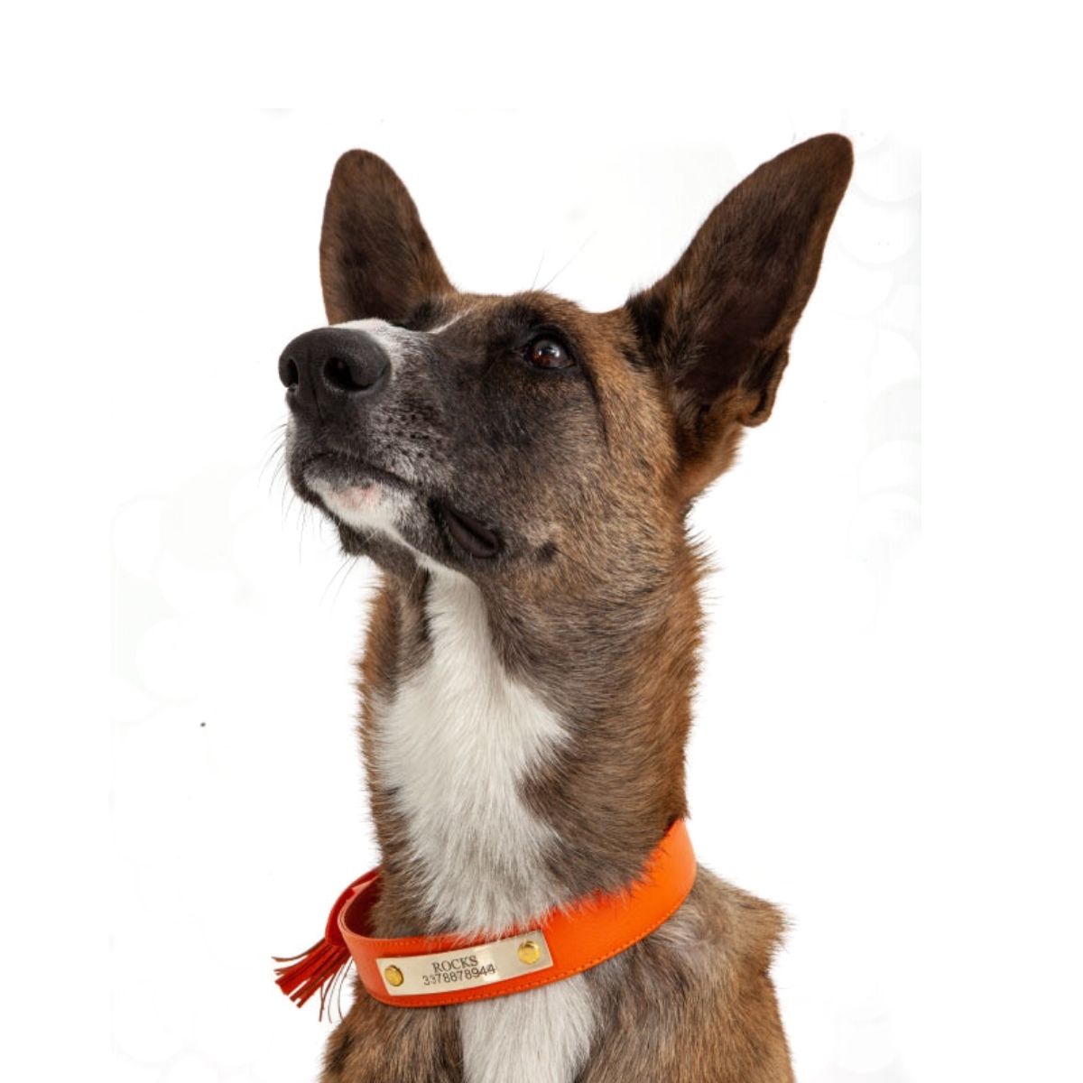 Orange leather dog collar