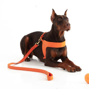 Orange leather dog harness