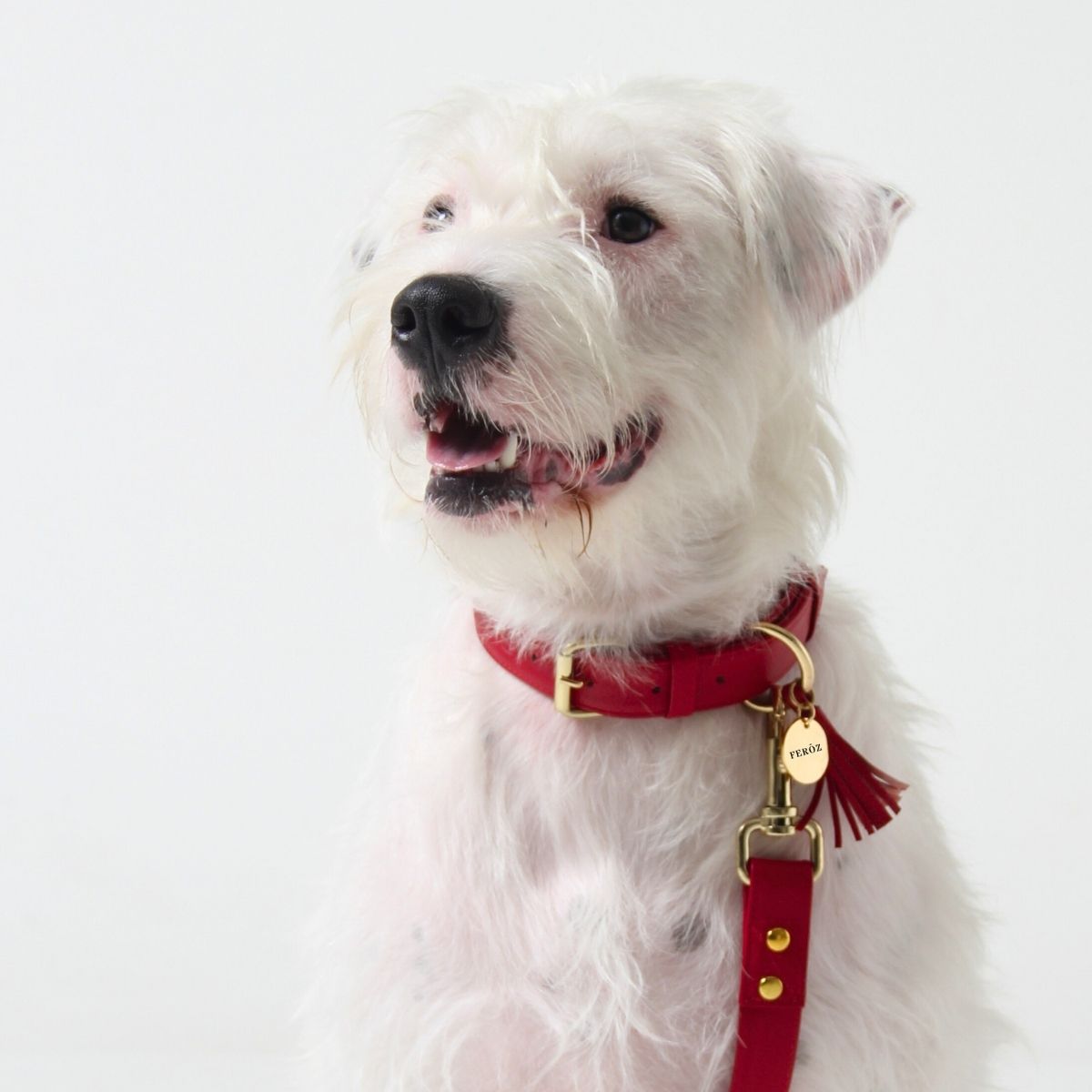 Scarlet red leather dog collar