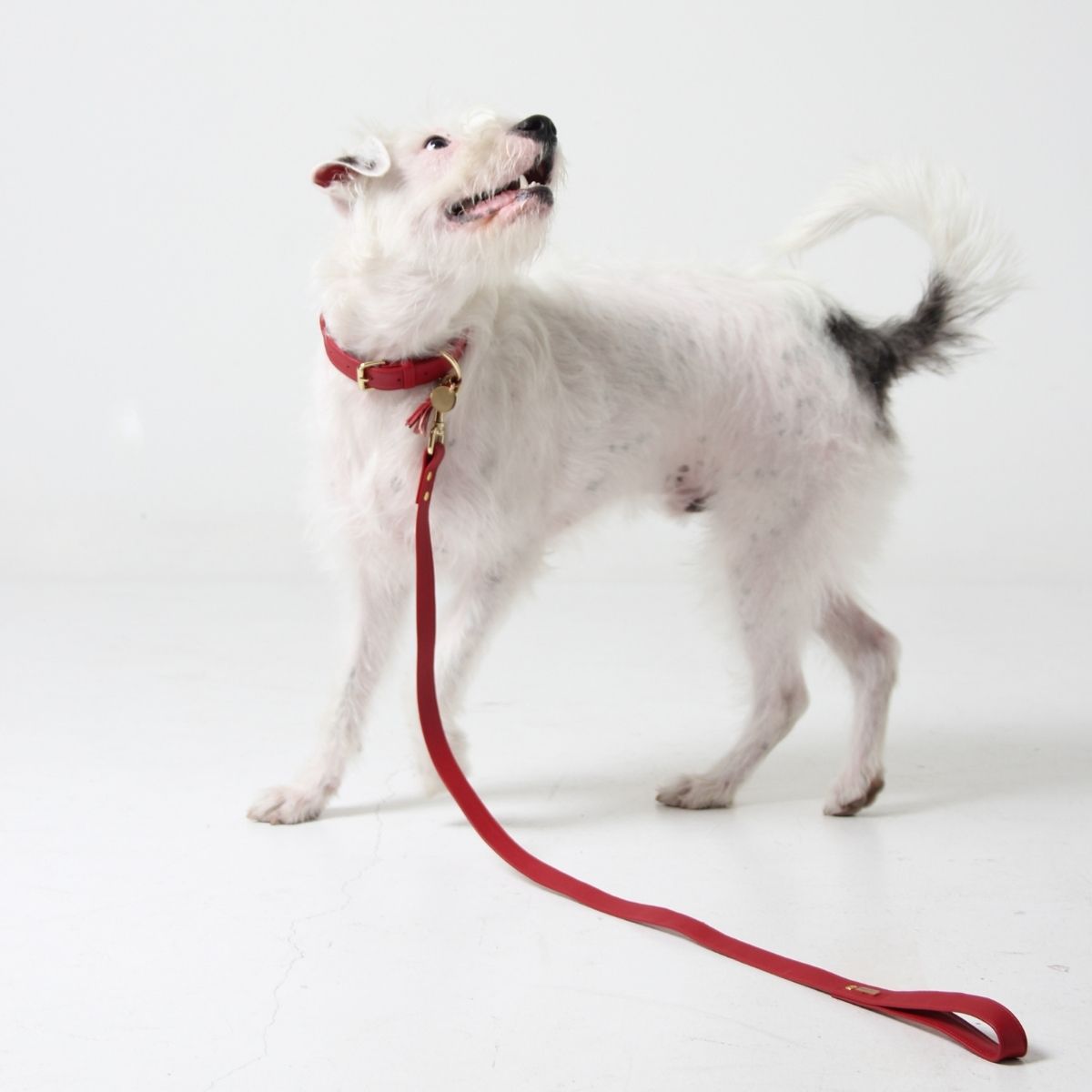 Scarlet red leather leash