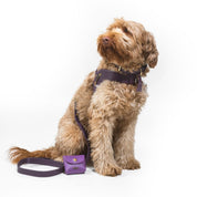 Aubergine leather dog harness