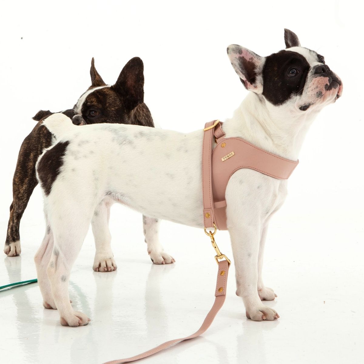 Dusty rose leather dog harness