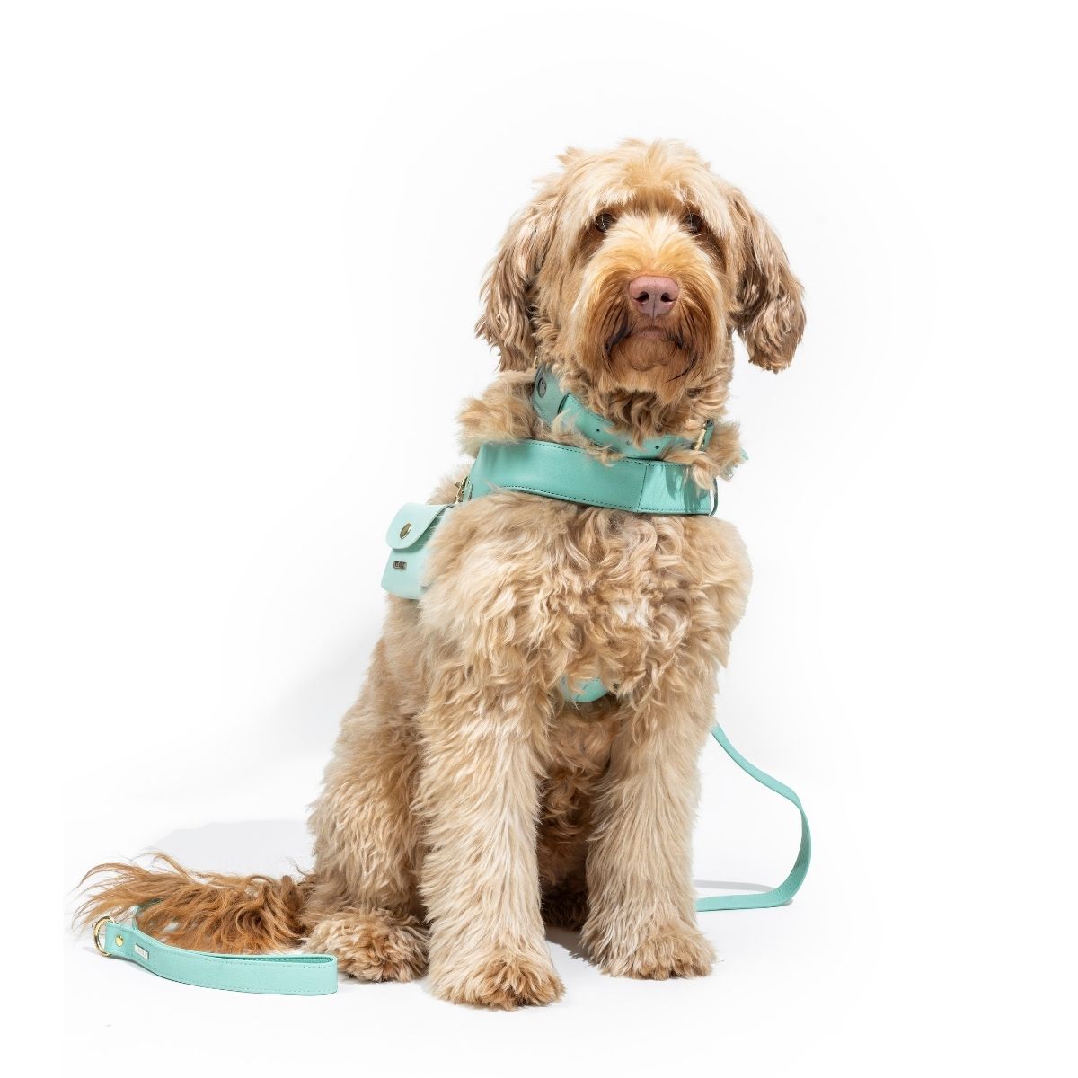 Turquoise leather dog collar