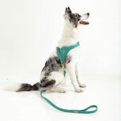 Turquoise leather dog harness