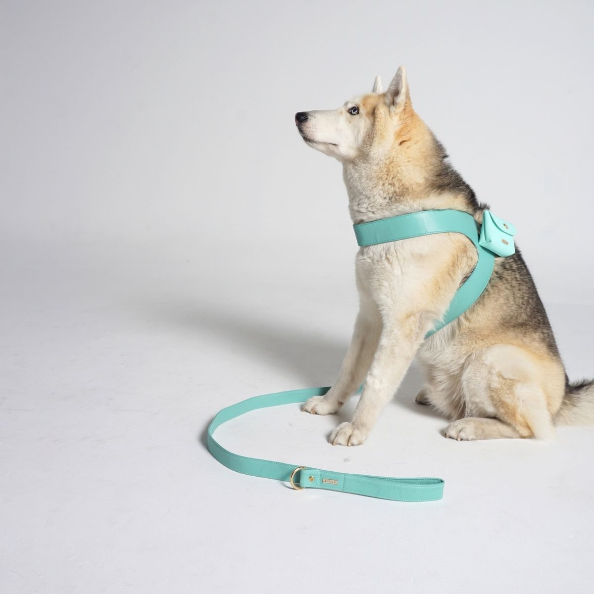 Turquoise leather dog harness