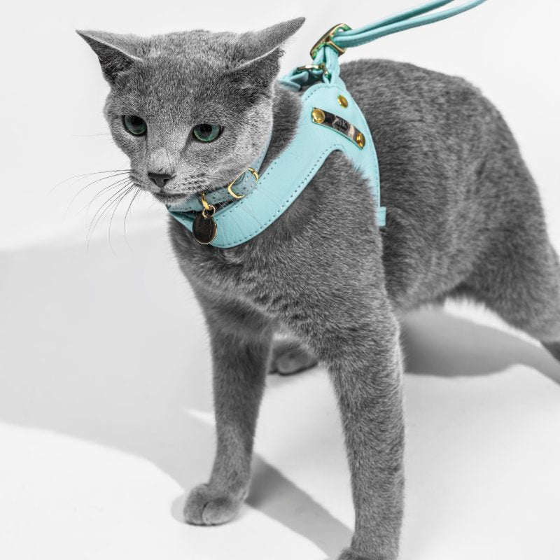 Turquoise Leather Cat Harness