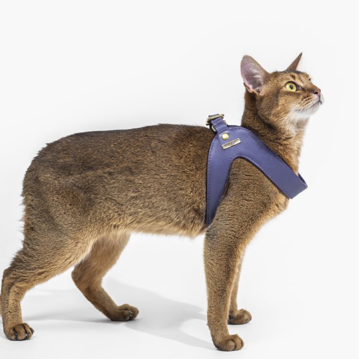 Aubergine Leather Cat Harness