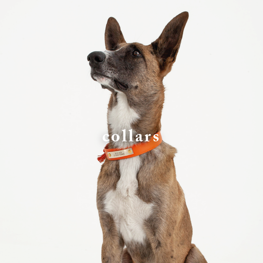 Dog accessories for sales $100