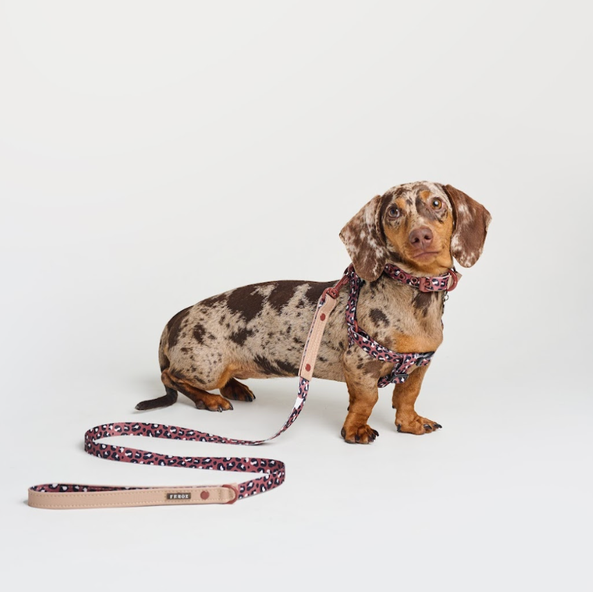 Safari Leopard Canvas Leash