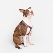 Safari Leopard Canvas Harness