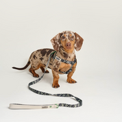 Safari Zebra Canvas Leash