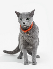 Orange leather cat collar