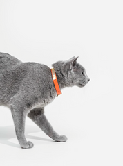 Orange leather cat collar