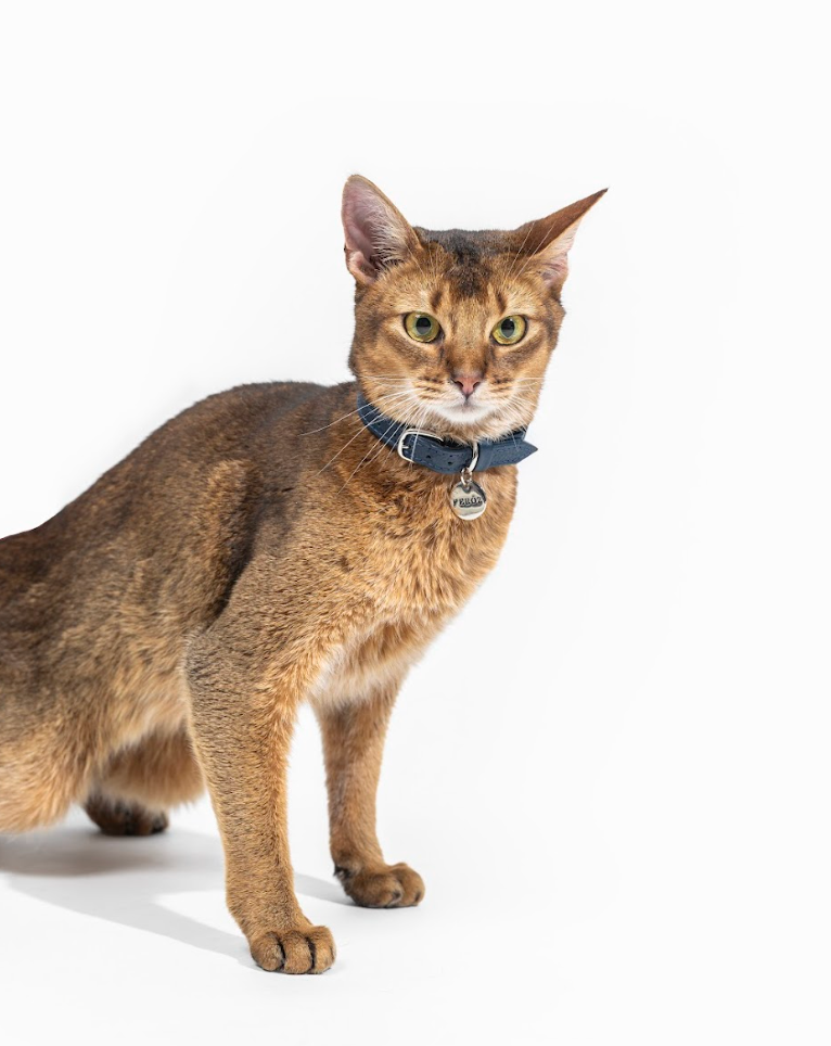 Navy Blue leather cat collar