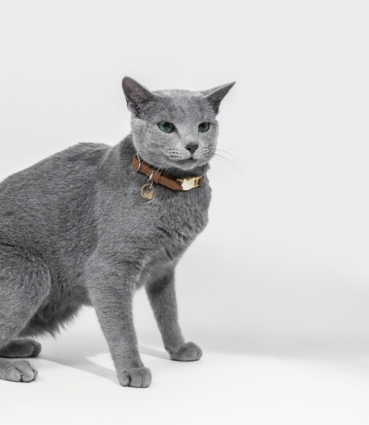 Camel Leather Cat Collar