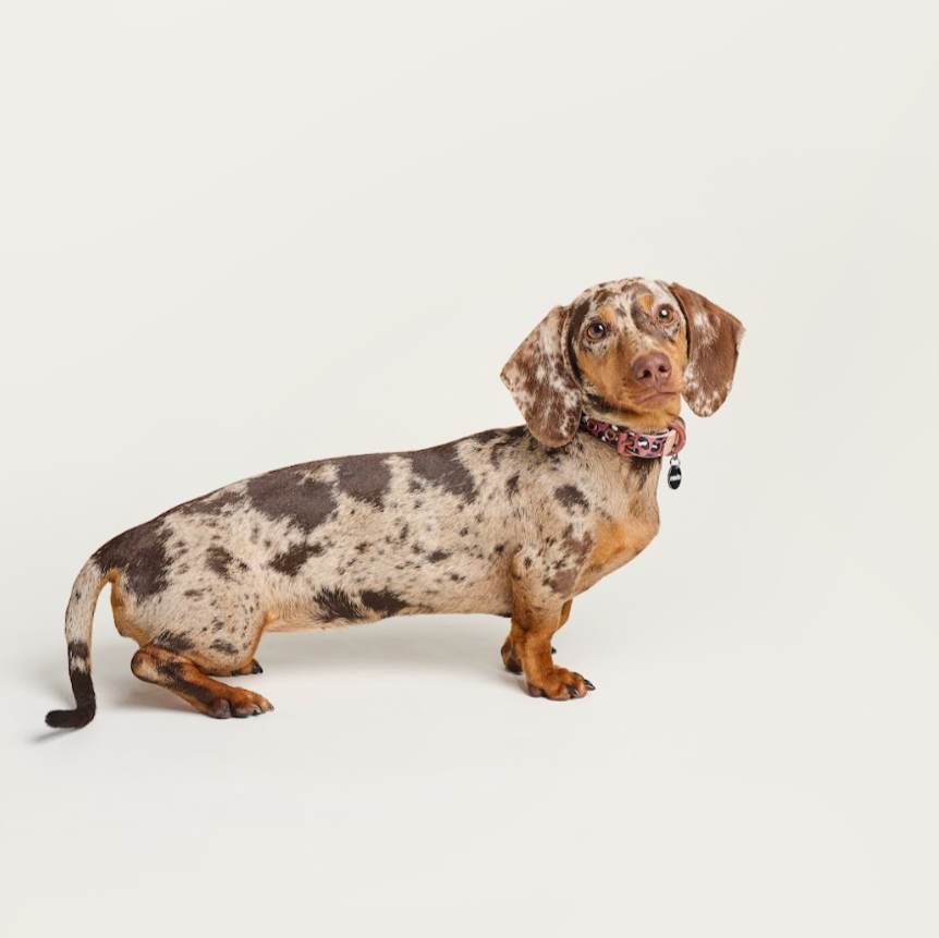 Safari Leopard Canvas Collar