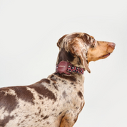 Safari Leopard Canvas Collar