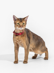 Scarlet red leather cat collar