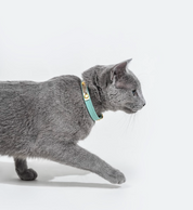 Light blue leather cat collar