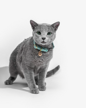 Light blue leather cat collar