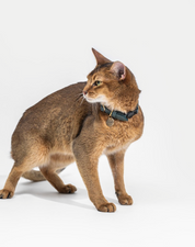 Pine green leather cat collar