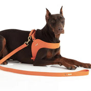 Orange leather dog harness