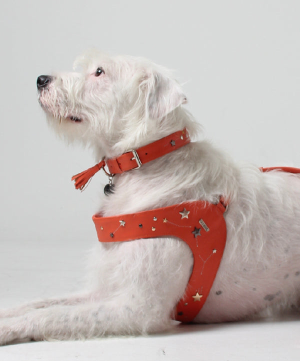 Orange Astral leather dog harness