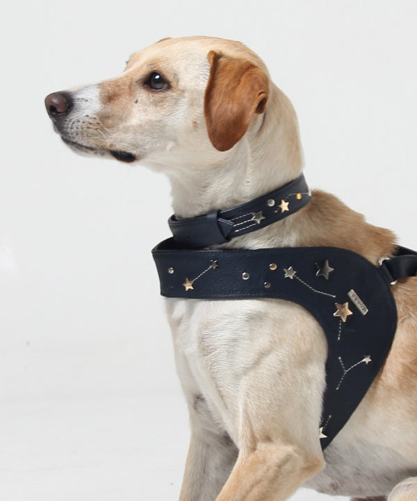 Navy Astral leather dog collar