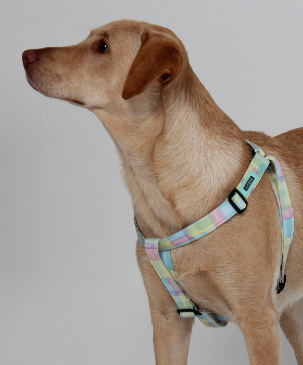 Pastly canvas harness