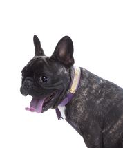 Aubergine leather dog collar