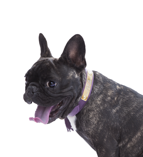Collar-berenjera-05_e37afd2a-5fec-4b31-bd37-4799225086fc.png