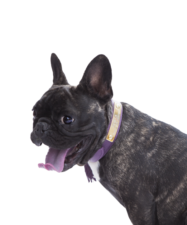 Aubergine leather dog collar