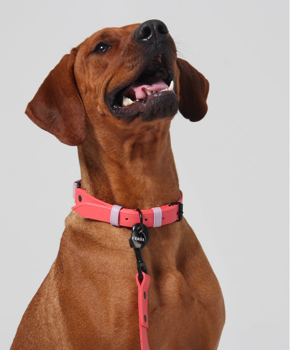 Salmon - lilac Dog Leather collar