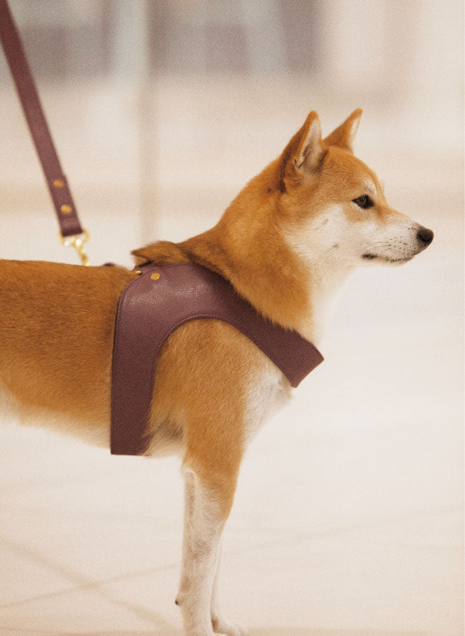Aubergine leather dog harness