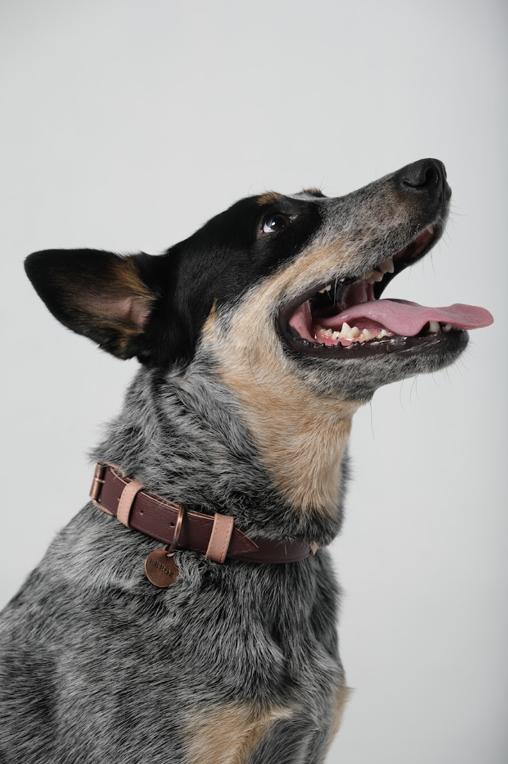 Hunter Leather Dog Collar Merlot