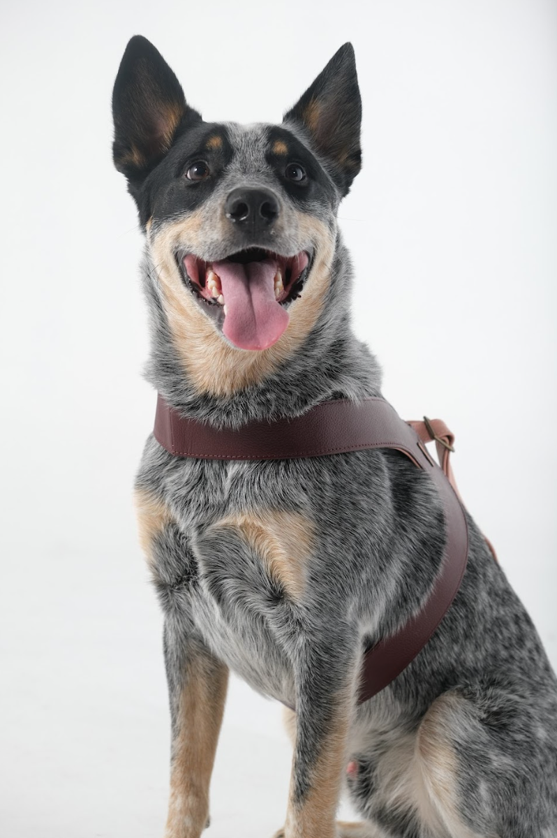 Hunter Leather Dog Harness Merlot