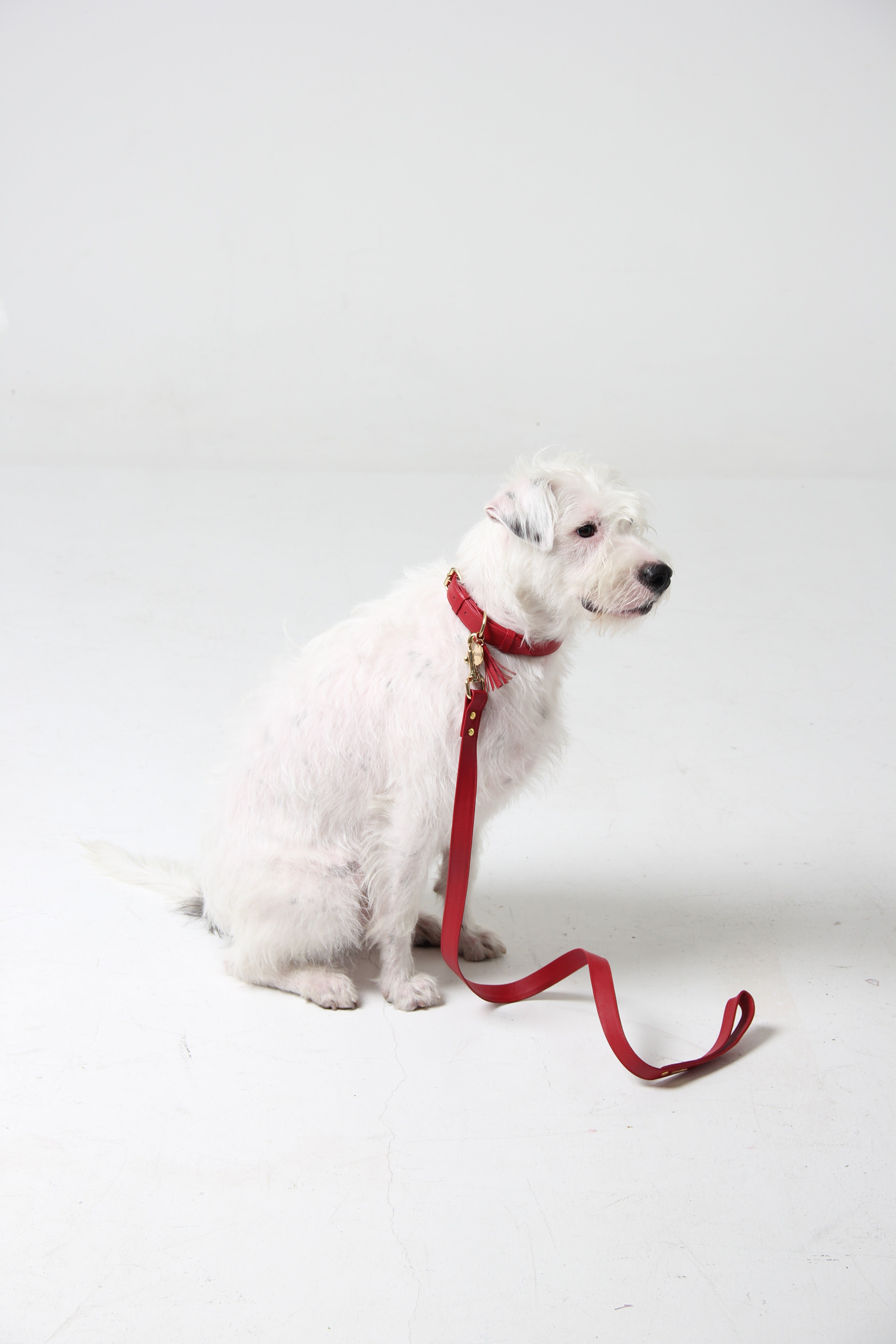 Scarlet red leather leash