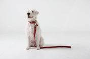 Scarlet red leather leash