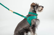Turquoise leather dog harness