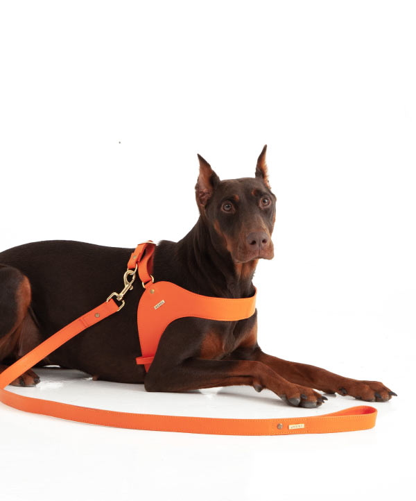 Orange leather dog harness