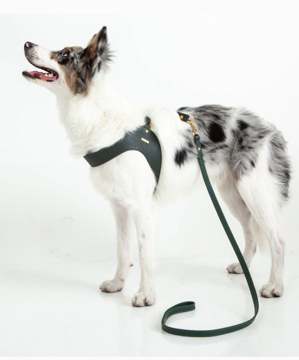 Pine green leather dog harness