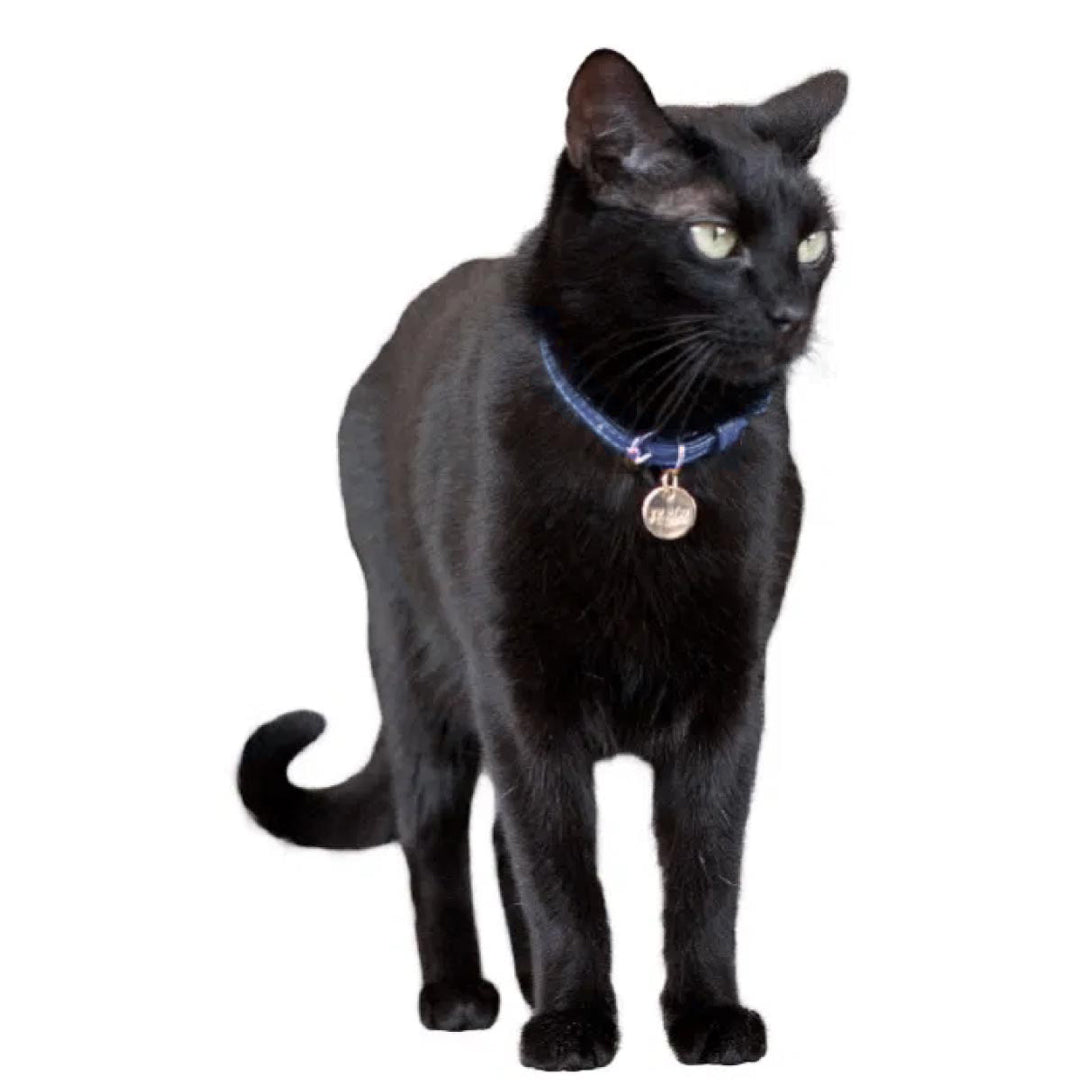 Blue navy leather cat collar