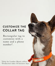 Dusty rose leather dog collar