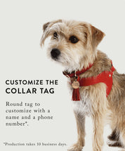 Light blue leather cat collar